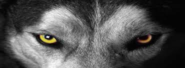 Rare Wolfz creative profile 2